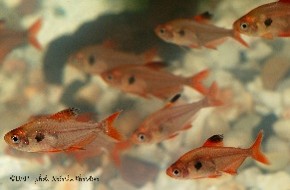 Tetra red phantom — 2.9